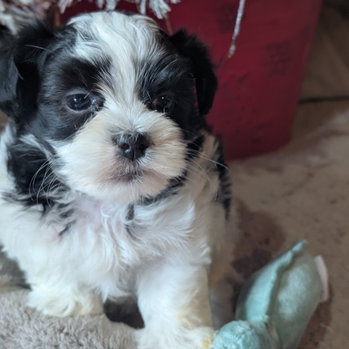 Male Biewer Morkie born October 30