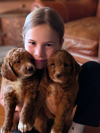 Lower price! Mini Goldendoodles