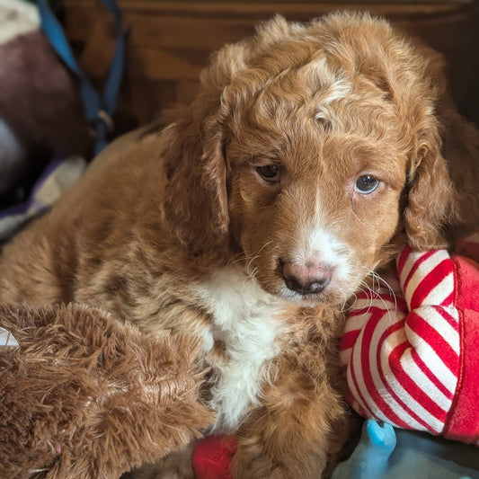 Brown puppy holding a red and white striped toy indoors