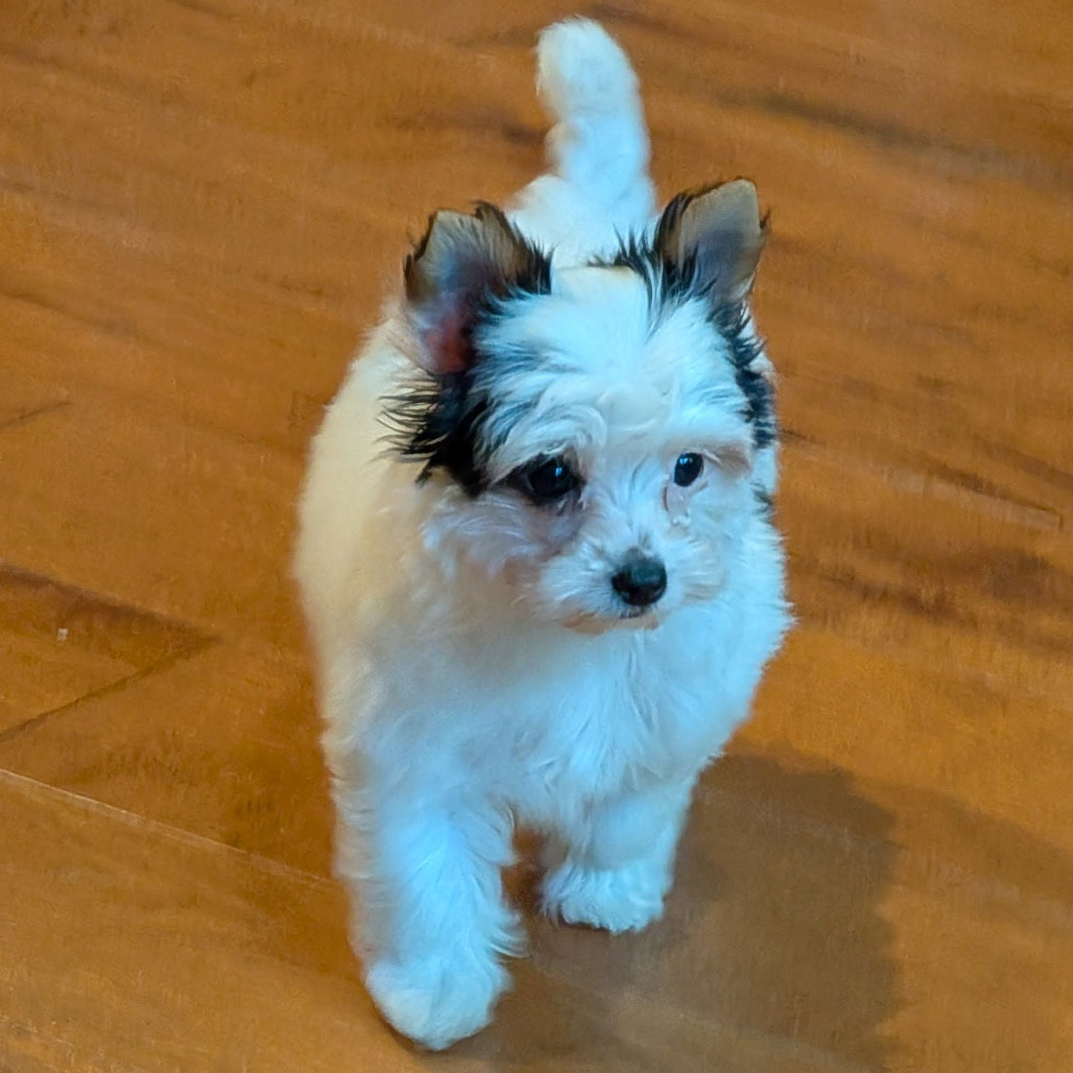 Small white and brown puppy on a wooden floor