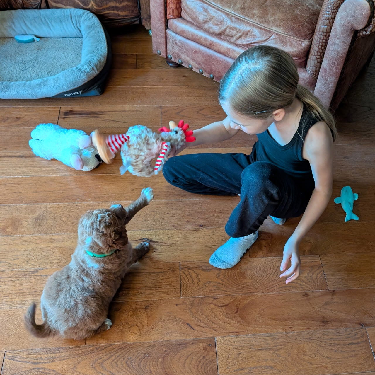 Child playing with a dog on a wooden floor in a living room.