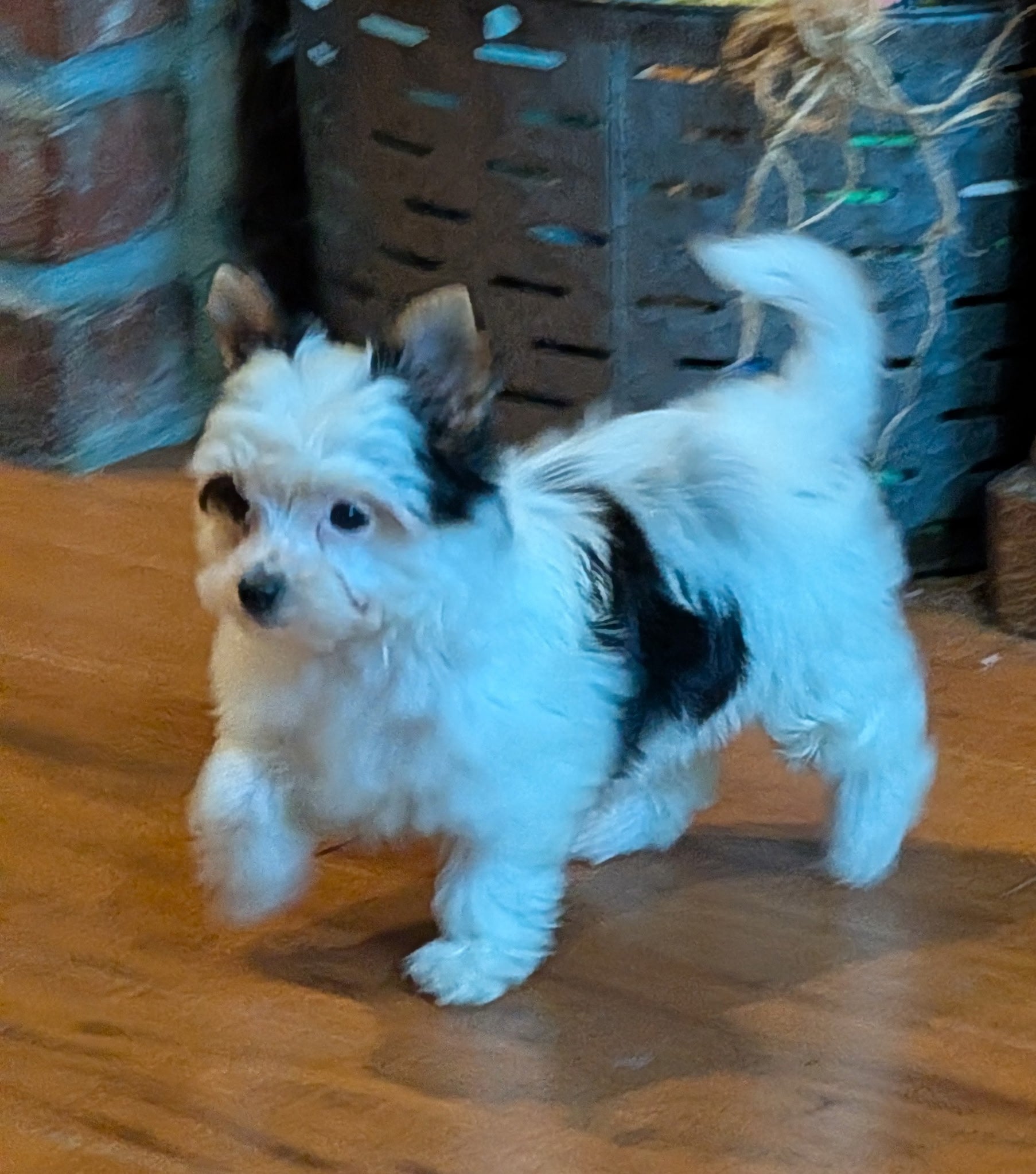 Small white and black dog standing on a wooden floor with a blue basket in the background.