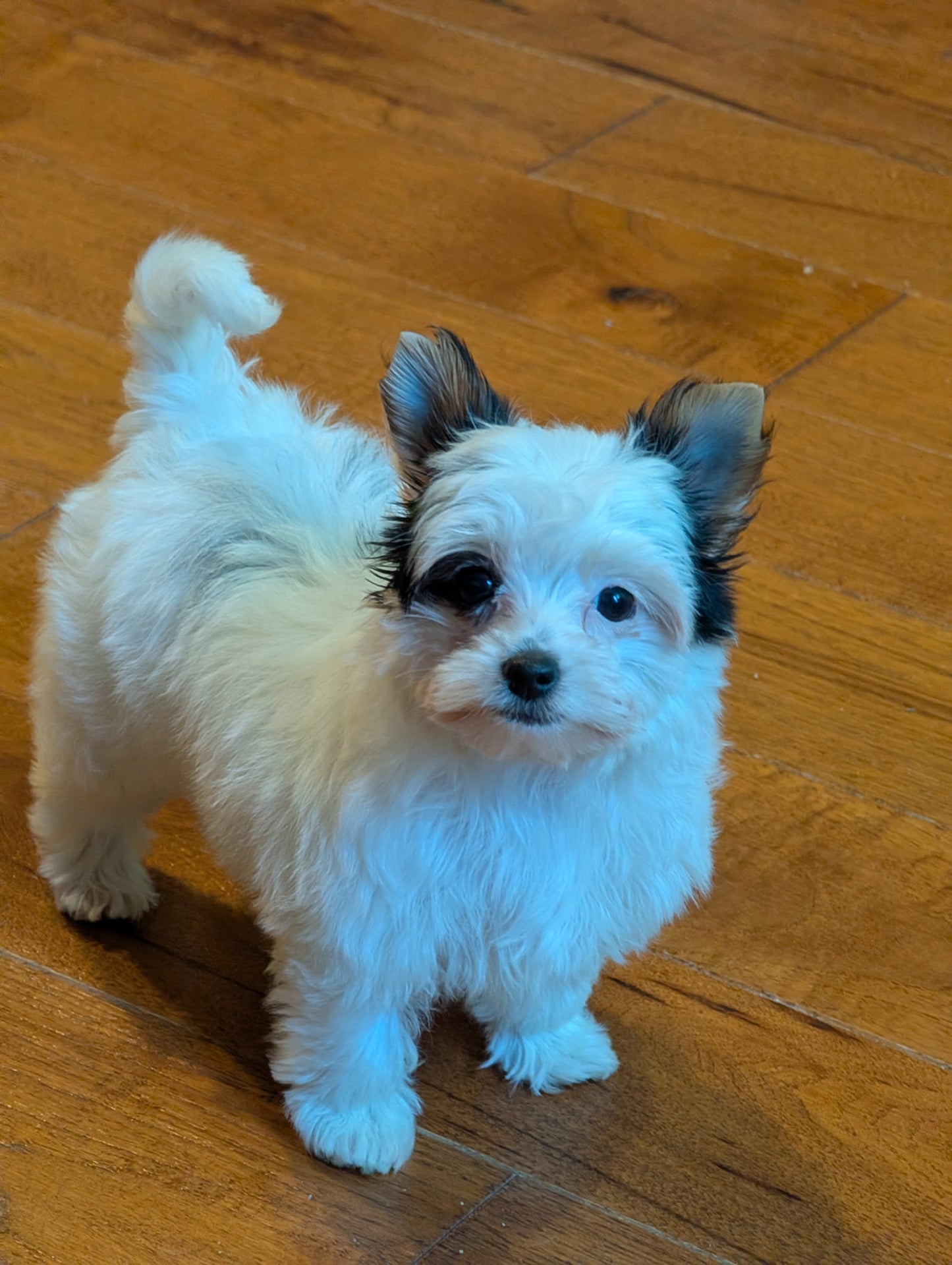 Small white dog with black markings on a wooden floor