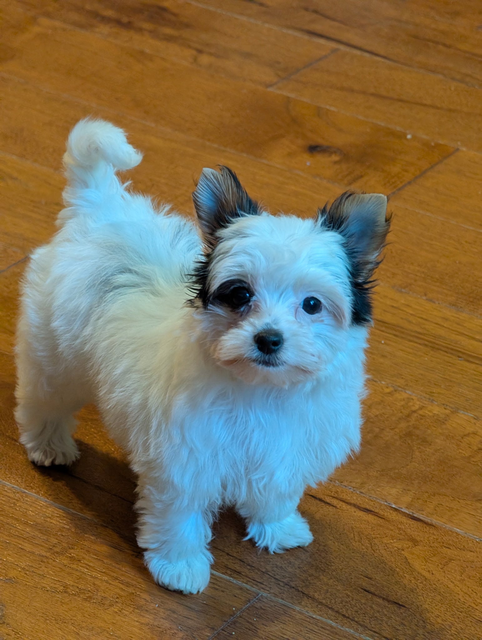 Small white dog with black markings on a wooden floor