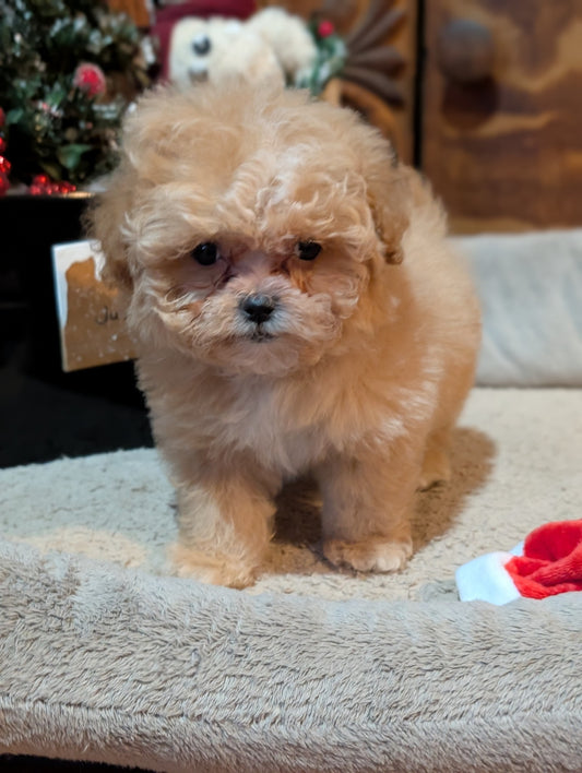 Small Male Shihpoo Available Now!