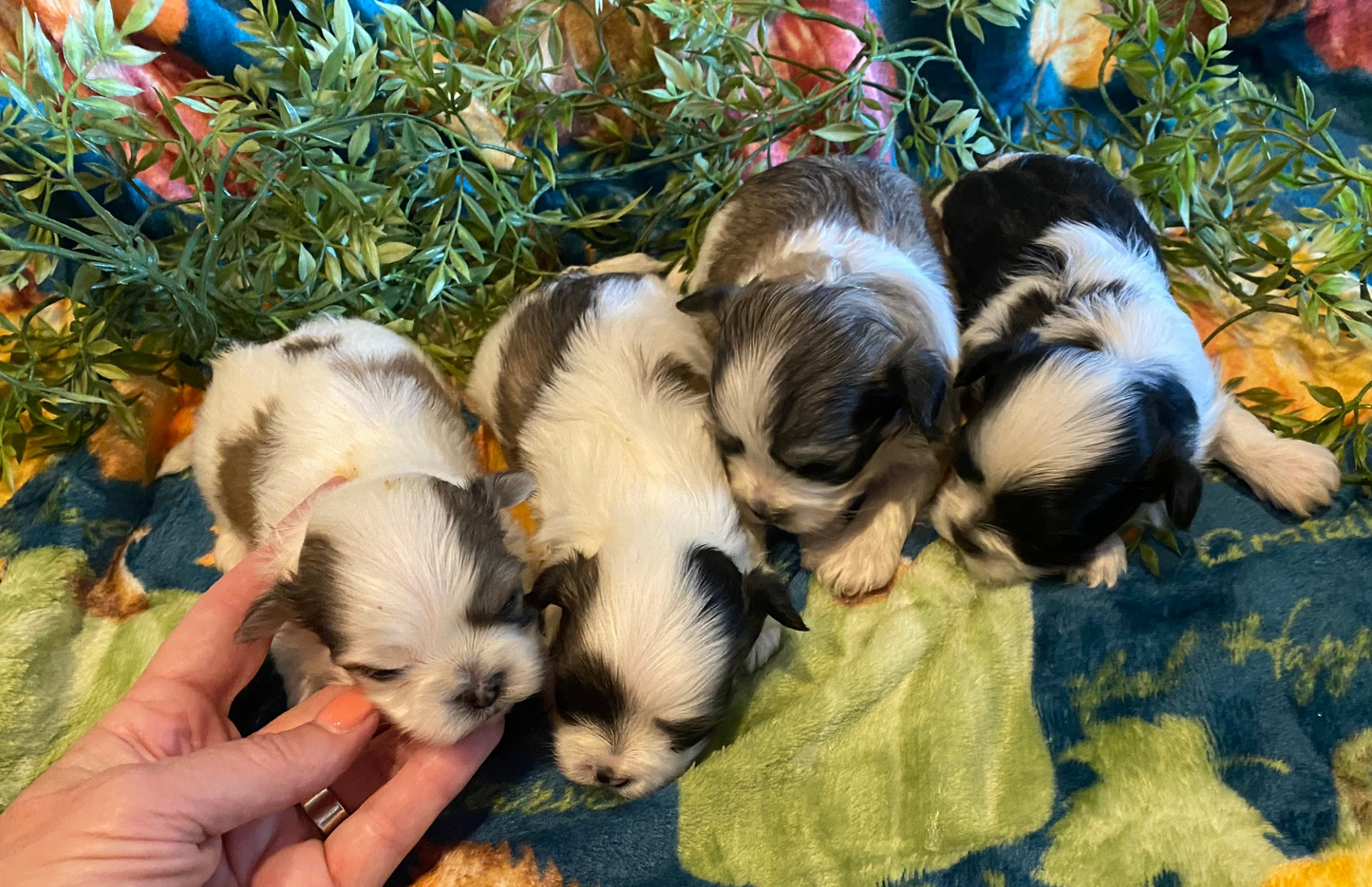 Extra Tiny Male Morkies Available Now!