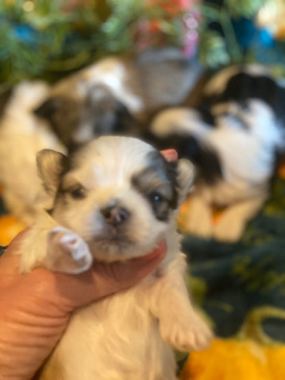 Extra Tiny Male Morkies Available Now!