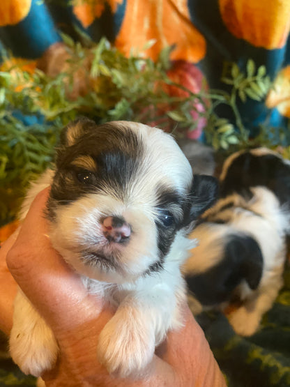 Extra Tiny Male Morkies Available Now!