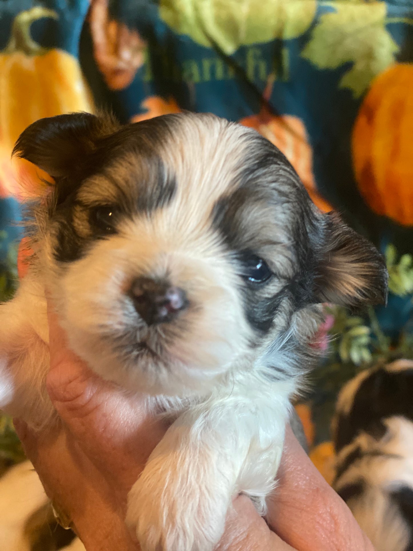 Extra Tiny Male Morkies Available Now!