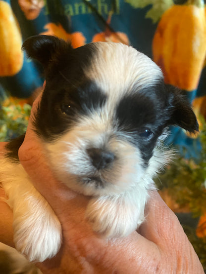 Extra Tiny Male Morkies Available Now!