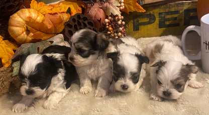 Extra Tiny Male Morkies Available Now!