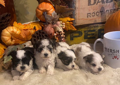 Extra Tiny Male Morkies Available Now!