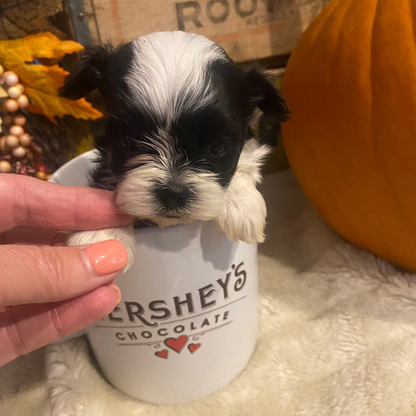 Extra Tiny Male Morkies Available Now!