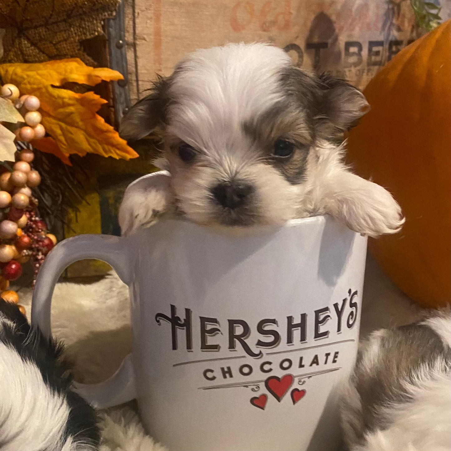 Extra Tiny Male Morkies Available Now!