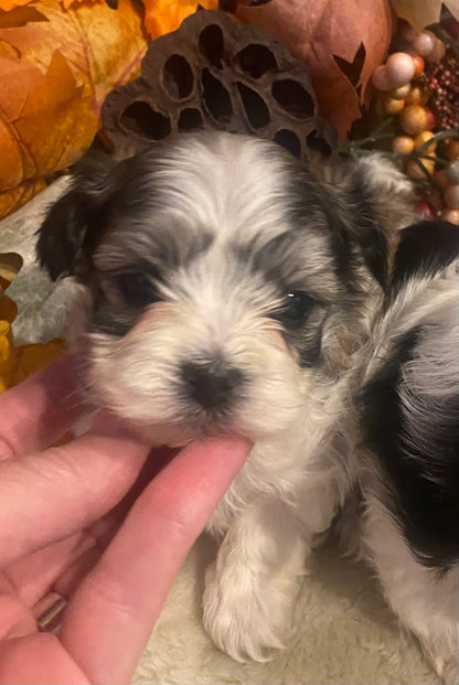 Extra Tiny Male Morkies Available Now!