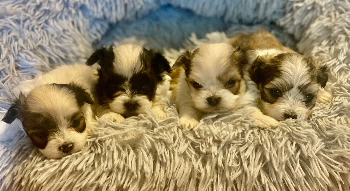 Extra Tiny Male Morkies Available Now!