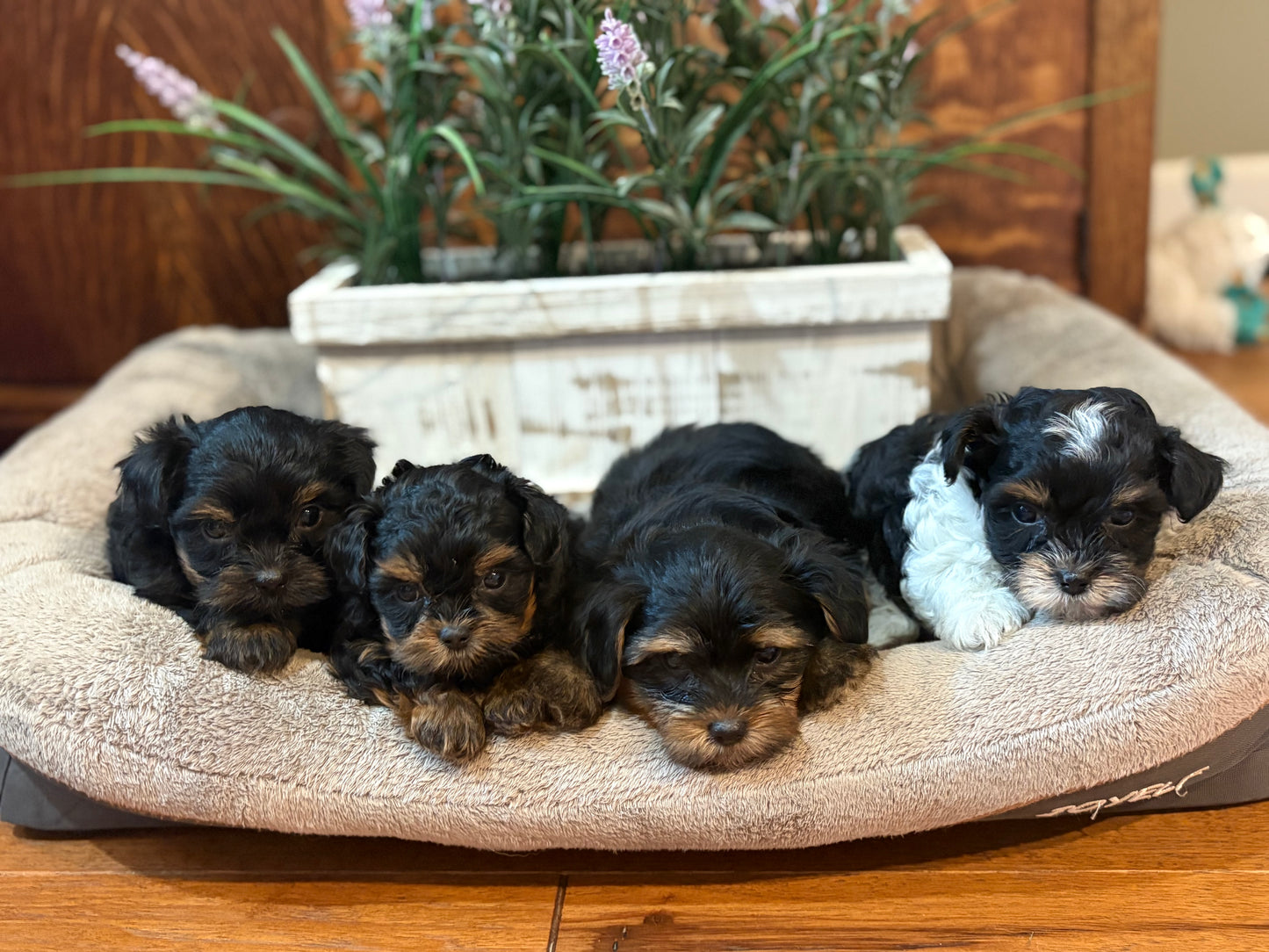 Playful Yorkiepoos