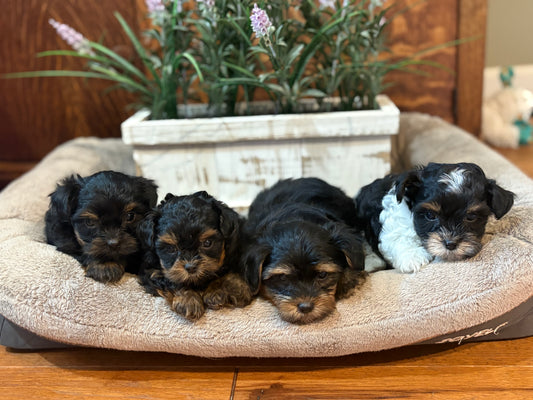 Playful Yorkiepoos