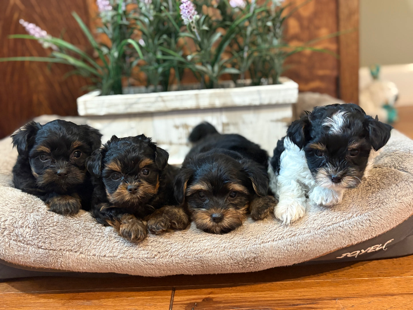 Playful Yorkiepoos