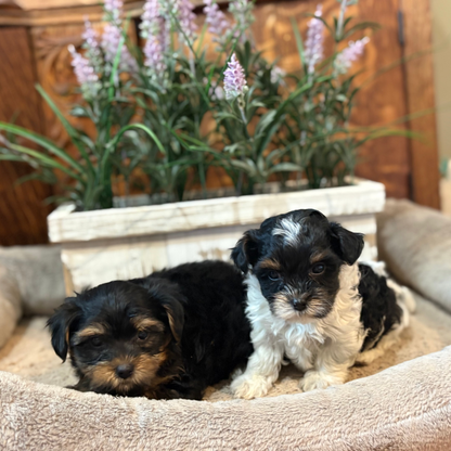 Playful Yorkiepoos