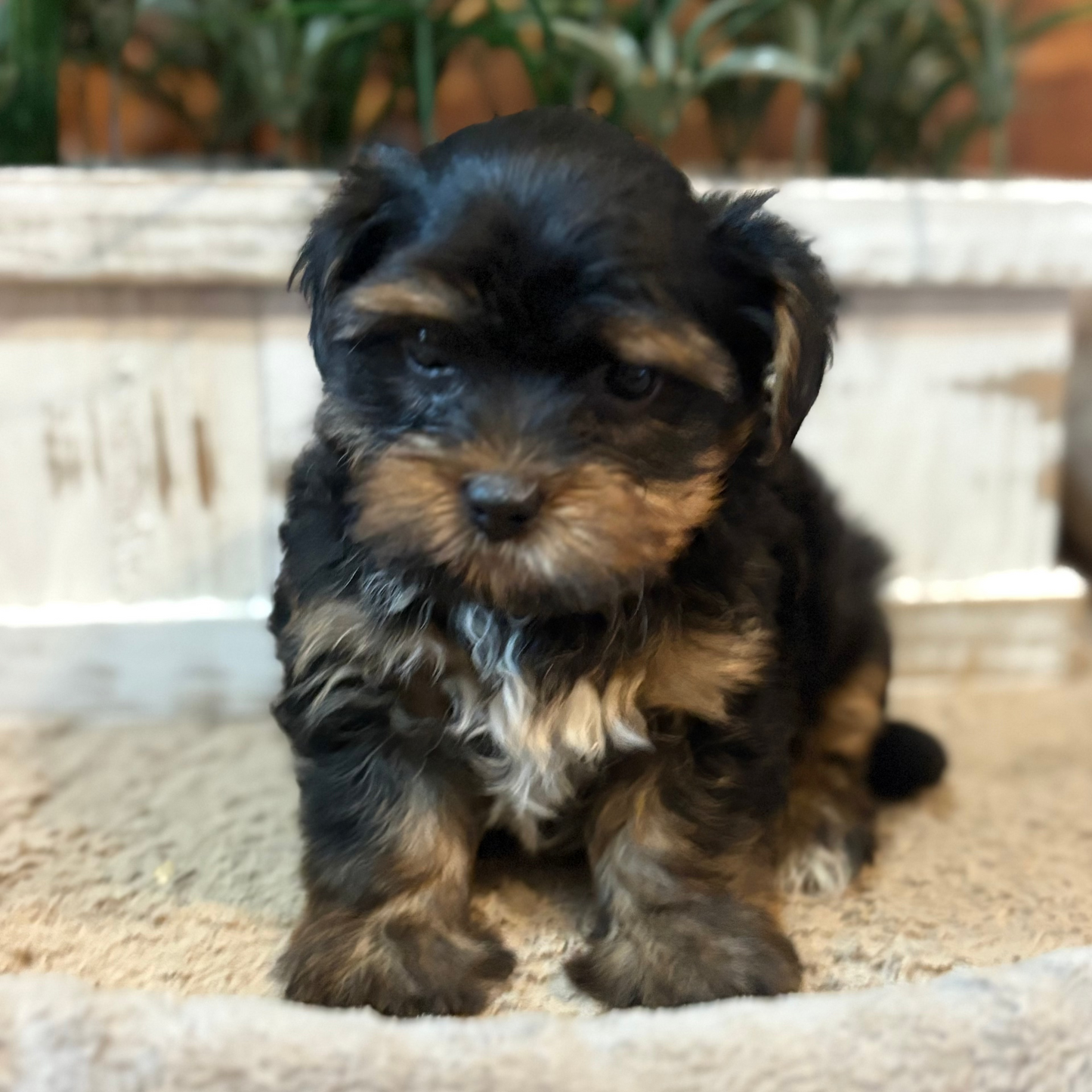 Playful Yorkiepoos
