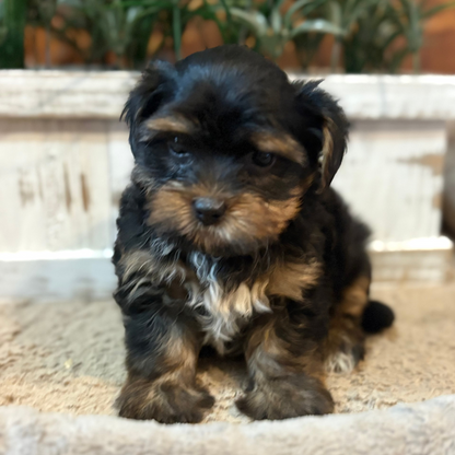 Playful Yorkiepoos