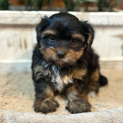 Playful Yorkiepoos