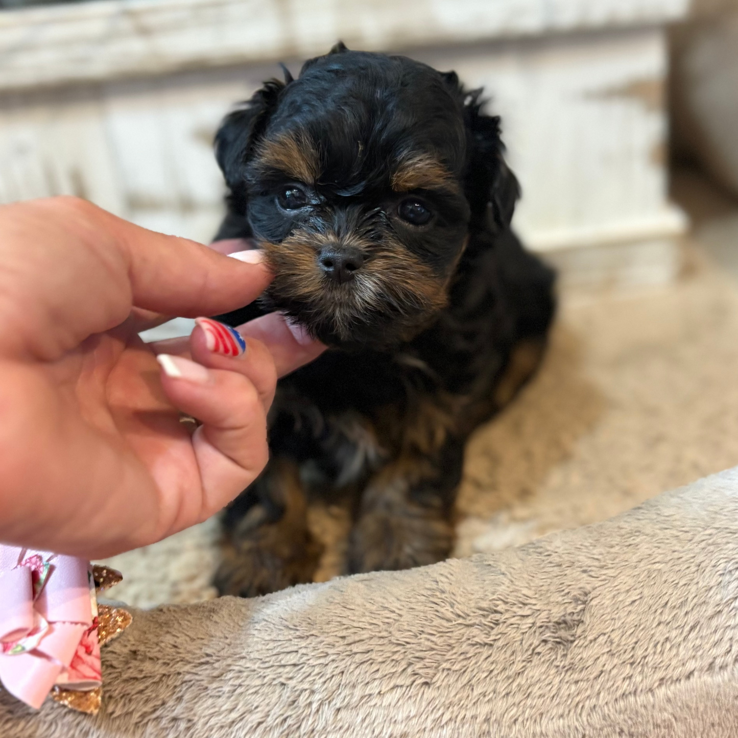 Playful Yorkiepoos