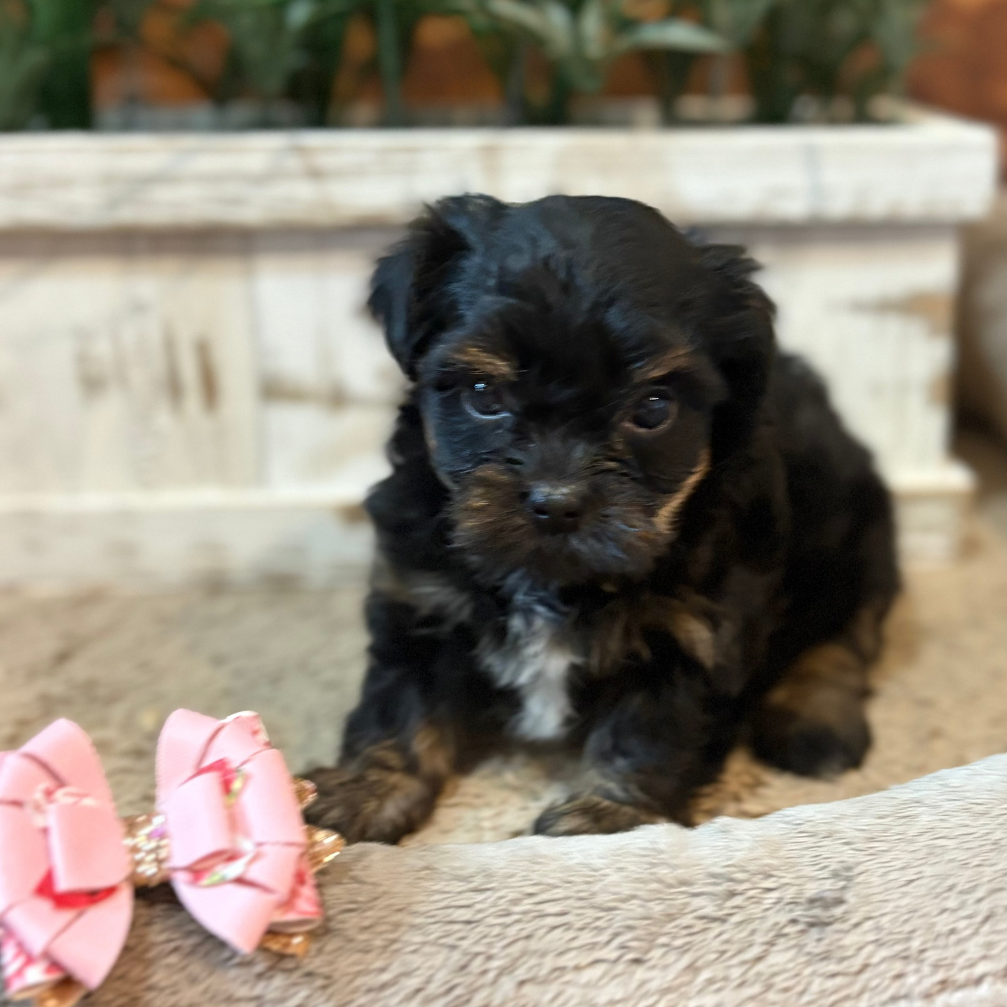 Playful Yorkiepoos