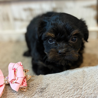 Playful Yorkiepoos
