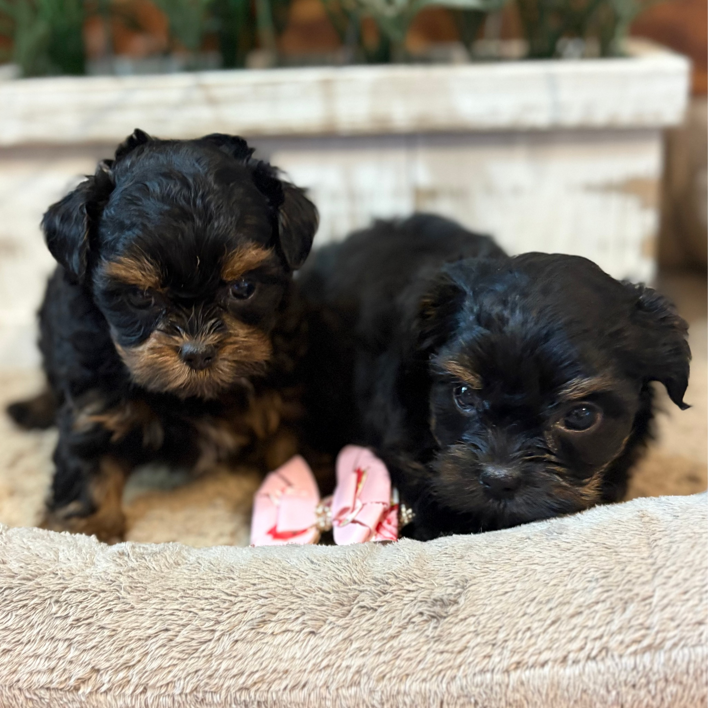 Playful Yorkiepoos