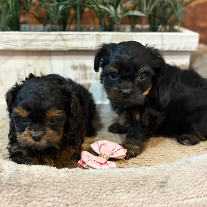 Playful Yorkiepoos