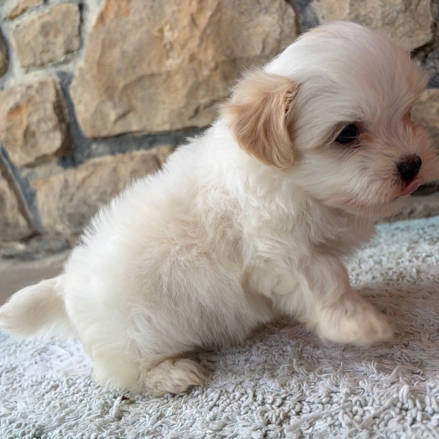 Small white puppy with brown ears sitting on a textured surface with a stone wall background