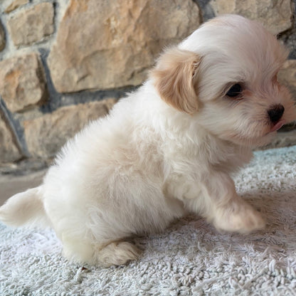 Small white puppy with brown ears sitting on a textured surface with a stone wall background