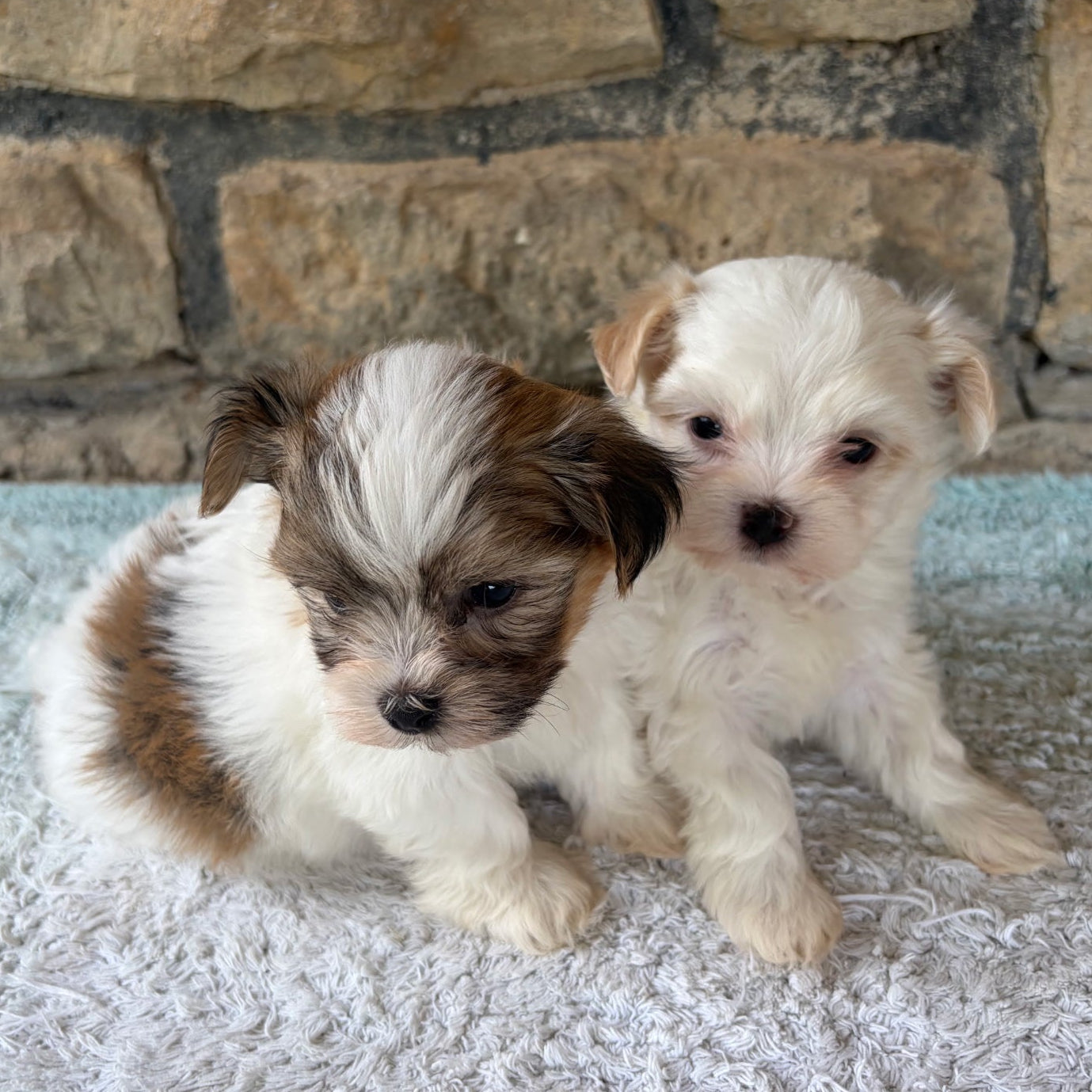 Two small puppies sitting on a textured surface with a stone wall background