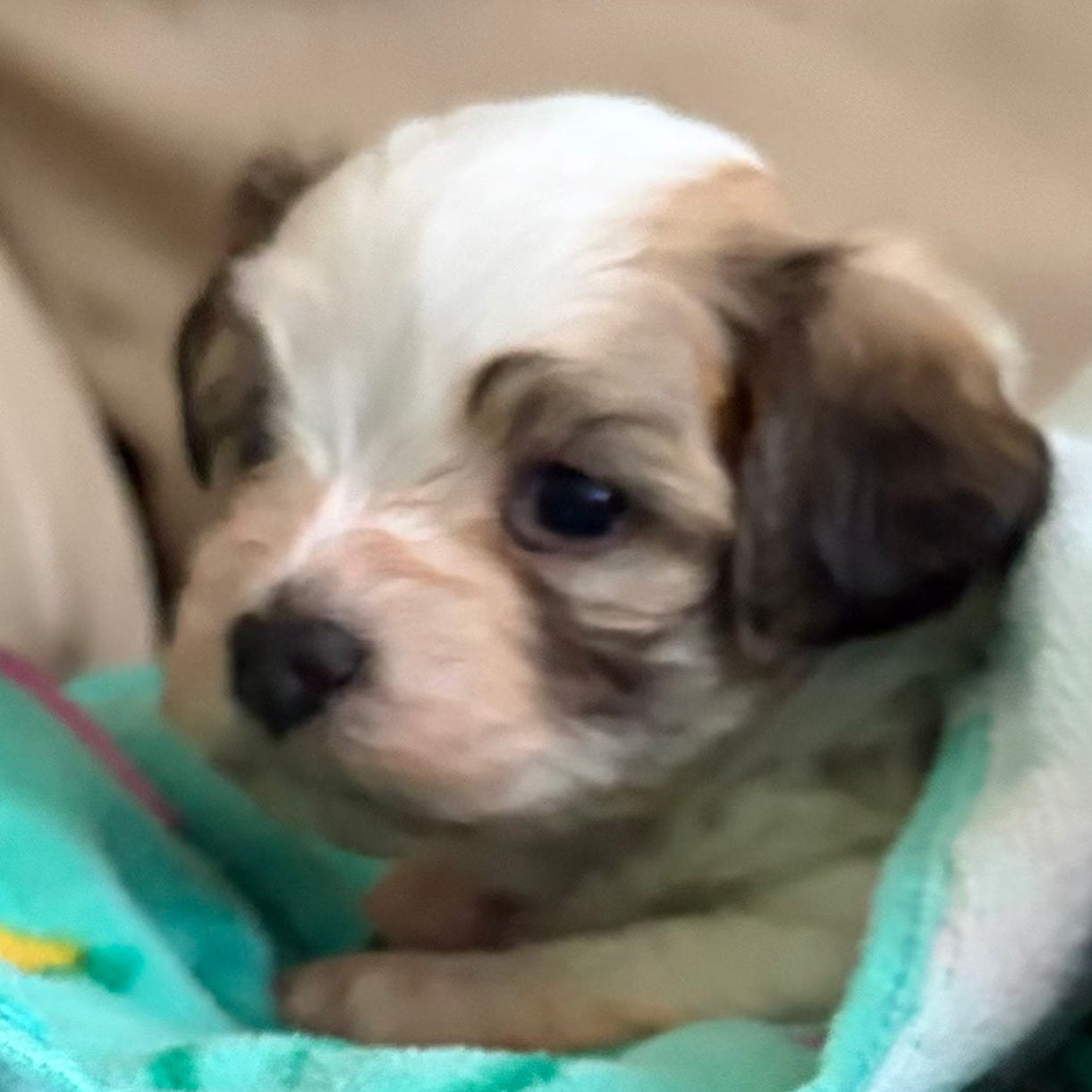 Puppy wrapped in a teal blanket on a beige couch