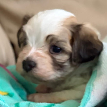 Puppy wrapped in a teal blanket on a beige couch