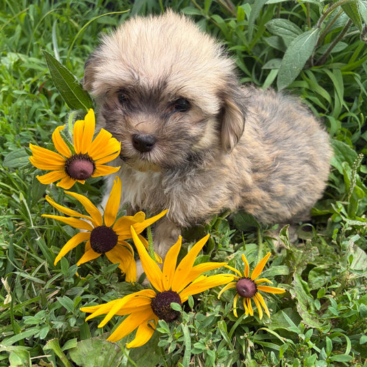 Puppy standing among yellow flowers in a grassy area