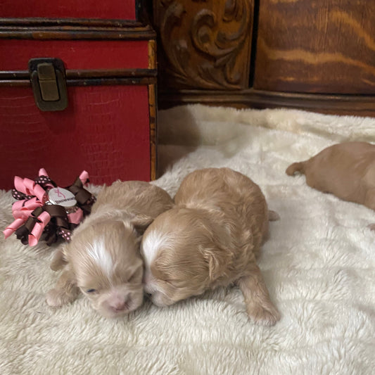 2 Female Shihpoos from our newest litter