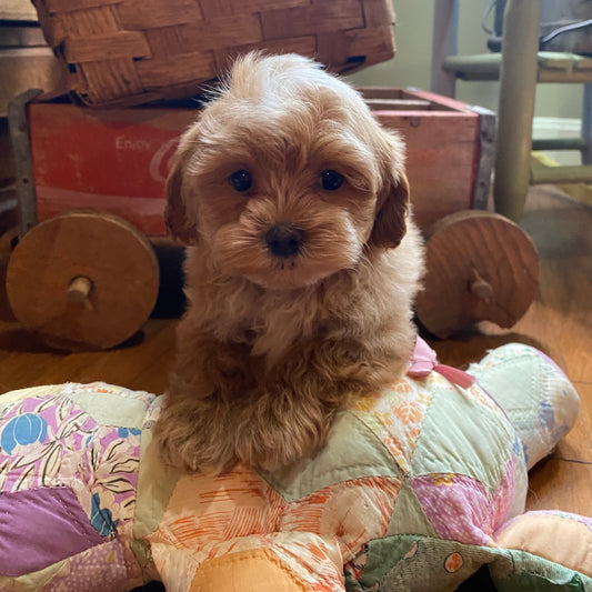 Sweet, gold male shihpoo posing on a stuffed animal in front of a agon