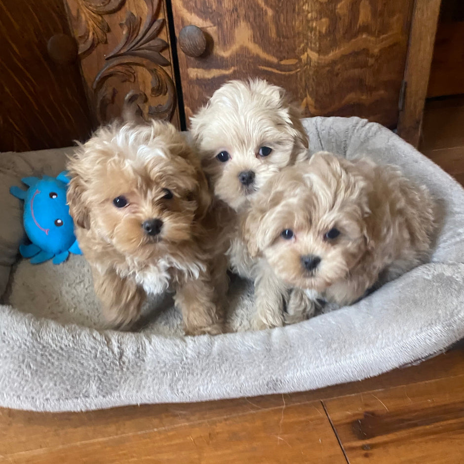 Available puppies – Little Painted Puppies