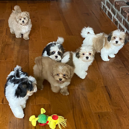 Male Shihpoos & Male Yorkiepoos
