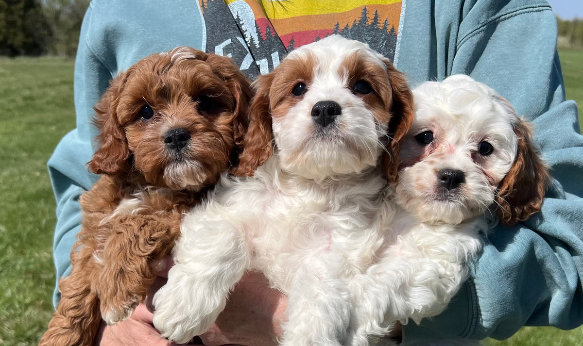 Welcome to Little Painted Puppies
