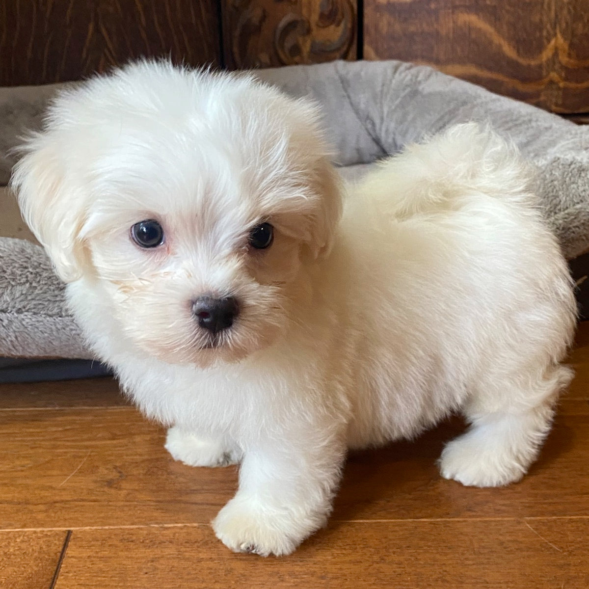 Pure white Morkie puppy